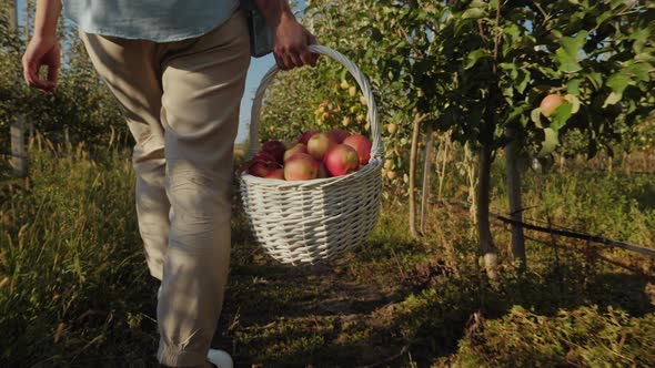 A Woman in an Apple Orchard Carries a Wicker Basket Full of Ripe Apples alt