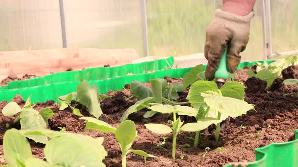 Women's Hands in Gloves Carefully Dig Up Seedlings of Cucumbers with a Scoop alt