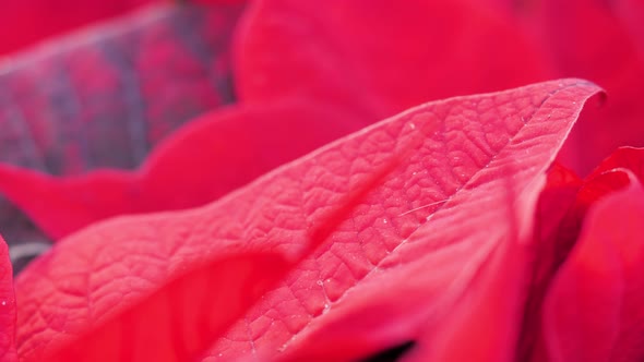 Closeup Macro of Red Poinsettia Flowers (Euphorbia Pulcherrima) Spain Spanish Traditional Flower alt