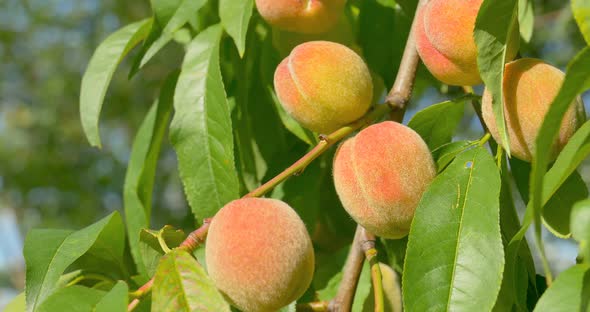 Peach Fruits on Peach Tree