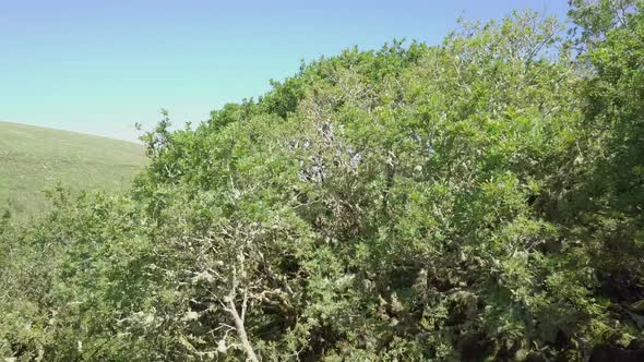 Aerial footage rising amongst the mossy green ancient trees of wistmans wood, Dartmoor, Devon, Engla alt