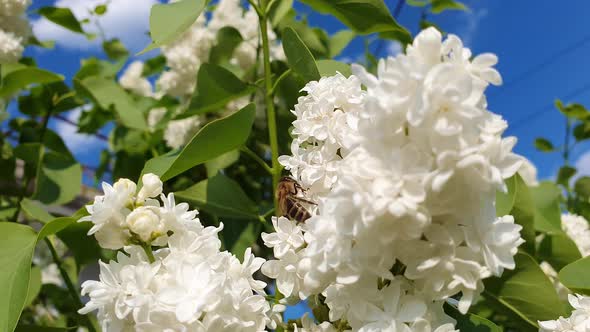 Close up of a diligent honey bee collects nectar from a blooming Syringa vulgaris, white lilacs bush
