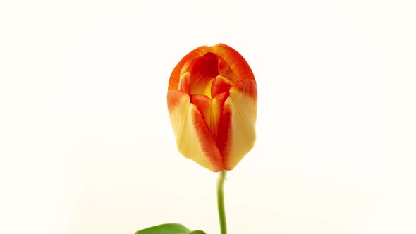 Top View Growing Big Bud Yellow Tulip Flower alt