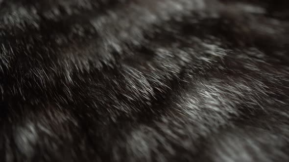 Macro Cat Wool Background 4k alt