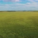 Infinity Barley Field - VideoHive Item for Sale