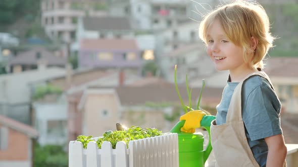 Cute boy take care for self-grown microgreens plants in a box on the balcony