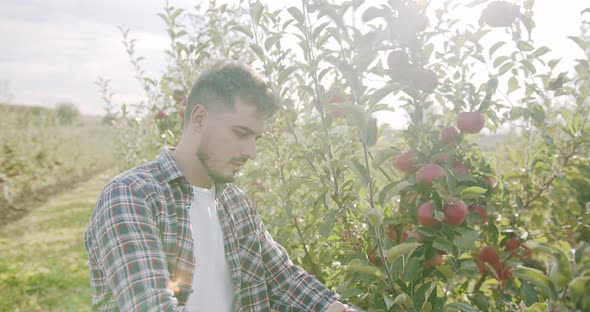 the Farmer Approaches the Red Apple Tree and Analyzes It Looking at the Fruit alt