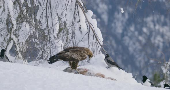 Large Golden Eagle Eating on a Dead Animal in Mountains at Winter