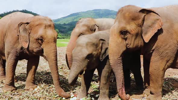 Amazing shot of an elephant family all eating fruit together. alt