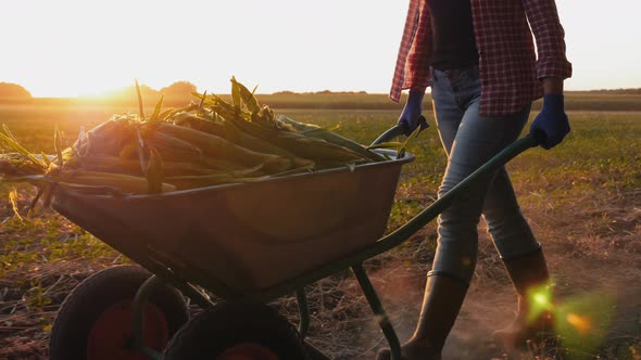 Girl Farmer in Rubber Boots Rolls a Wheelbarrow Full of Corn alt