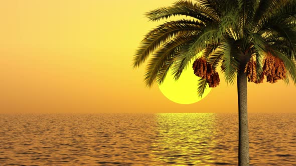 Sunset on the sea and blooming palm tree.