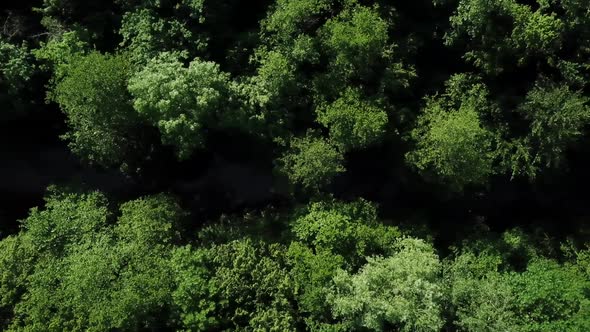 Aerial Fly Over Densely Growing Trees, Between Which a Calm River Flows alt