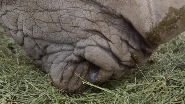 white rhino grazing grass closeup alt