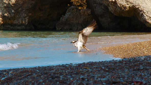 A beautiful Osprey bird washing himself on the beach of Curacao then flying away - Wide shot alt