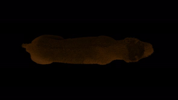Brown Furry Dog Top View Walk Cycle Seamless Loop With Alpha Matte alt