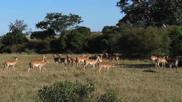 Impala, aepyceros melampus, Females, Masai Mara Park in Kenya, slow motion alt
