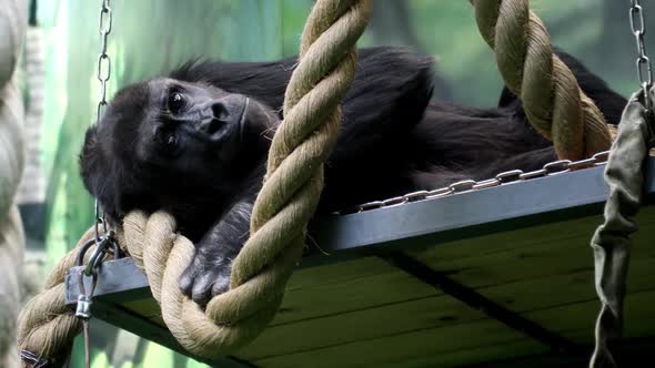 the Gorilla Monkey is Lying on a Hanging Shelf and Attentively Follows the Movement with His Eyes
