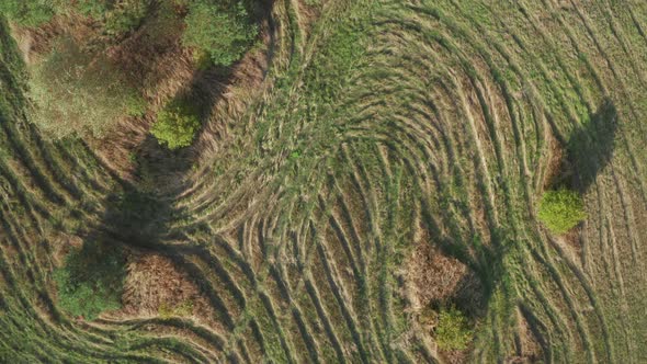 Green Earth Texture With Tractor Tracks Imprinted in the Ground alt