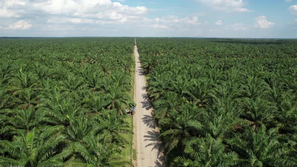 Palm Oil Tree alt