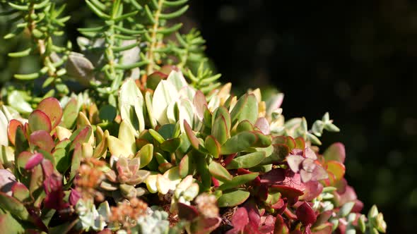 Succulent Plants Collection Gardening in California USA alt