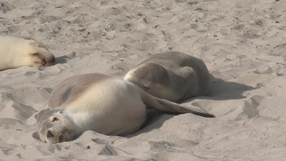 Sea lion feeding her baby on the beach  alt