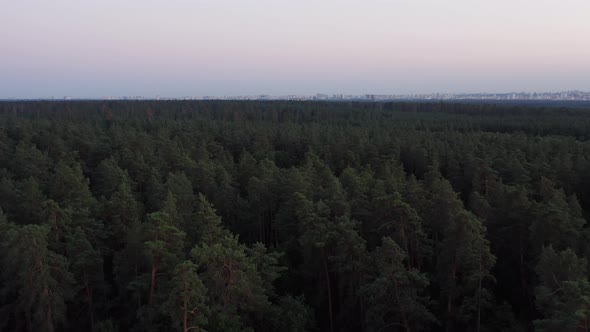 Rising Above The Forest With City Skyline In The Background Drone Aerial.