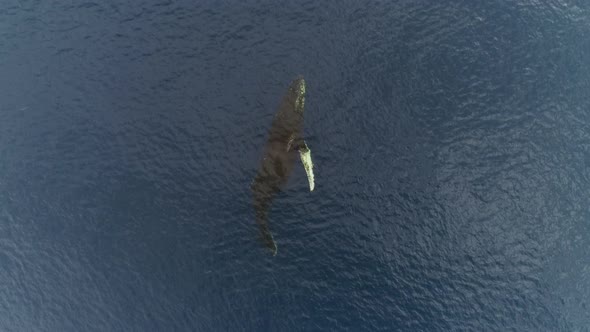 MS TS HA Whale swimming in water / Antarctic Peninsula, Antarctica
