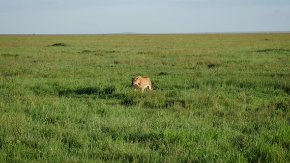 Lioness With A Face In Blood Walks In A Plain Of Pasture In The African Savannah alt