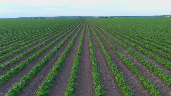 4K, UHD aerial clip of a crops field in rural area, agricultural concept.