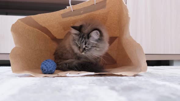 Domestic Cat Playing at Home and Hiding in Paper Bag alt