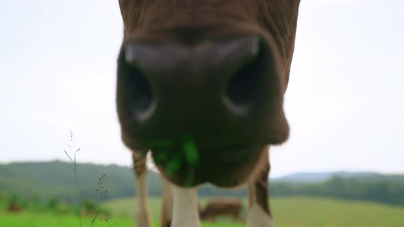 An Extreme Closeup of a Curious Dairy Cow Chewing on Grass