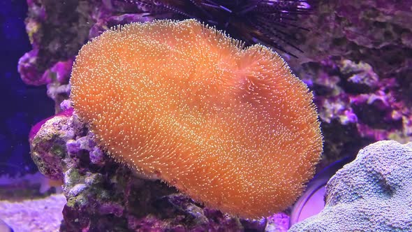 Orange Heteractis Magnifica Anemone alt