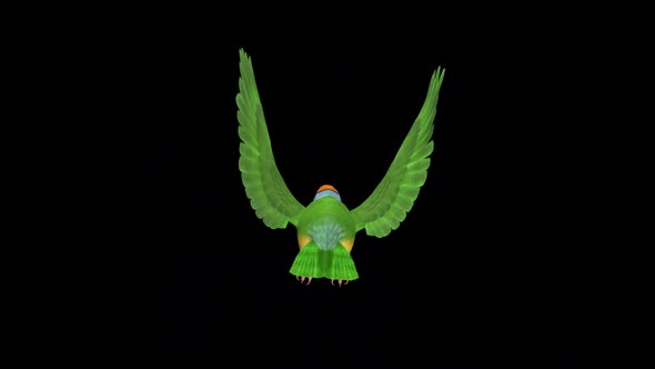 Rainbow Finch - Flying Bird - Back View - Transparent Loop