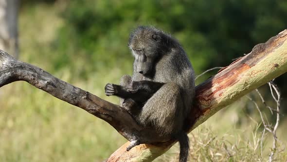 Chacma Baboon Sitting In A Tree alt
