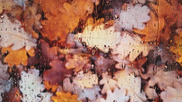 Raindrops flowing down glass, against background of fallen, yellowed foliage. alt