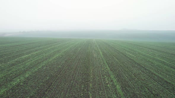 Aerial View of Bright Green Agricultural Farm Field with Growing Rapeseed Plants alt
