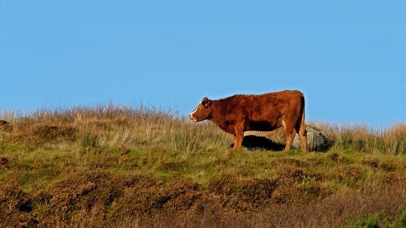 Cows Enjoying the Winter Sun on Top of the Cashelgolan By Portnoo in County Donegal - Ireland alt