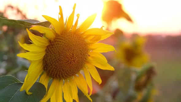Yellow Sunflower in the Middle of the Field It is Illuminated By Bright Rays at Sunset alt