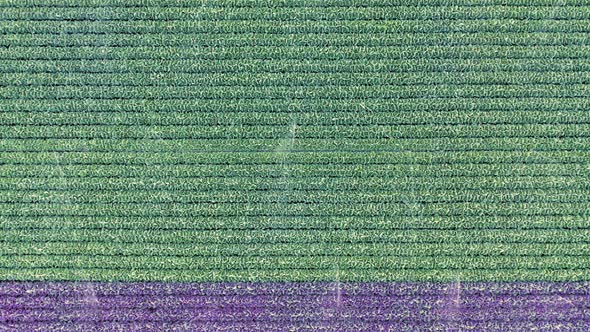 Top Down Drone View Over Graphic Horizontal Rows of Purple and Green Field alt