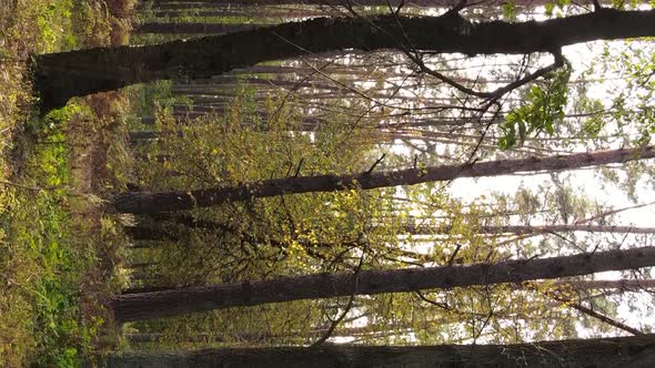 Vertical Video of the Forest on an Autumn Day Slow Motion alt