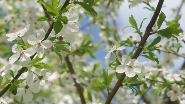 White Sakura Flowers In The Park alt