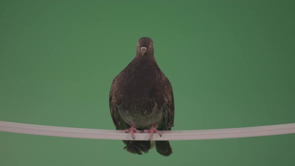 Gray Wild Bird Doves Sitting On A Branch In The City Isolated In Green Screen Studio