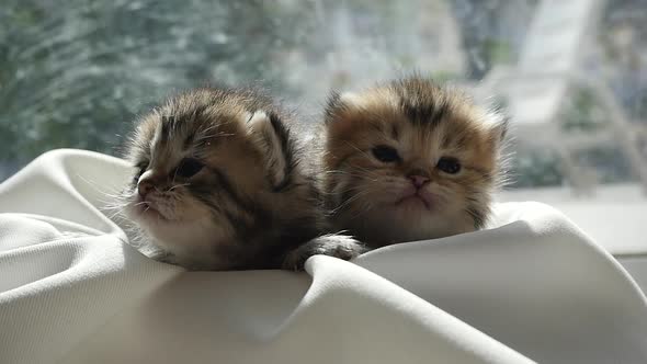 Two Kittens Sitting On White Fabric Under Sunlight alt