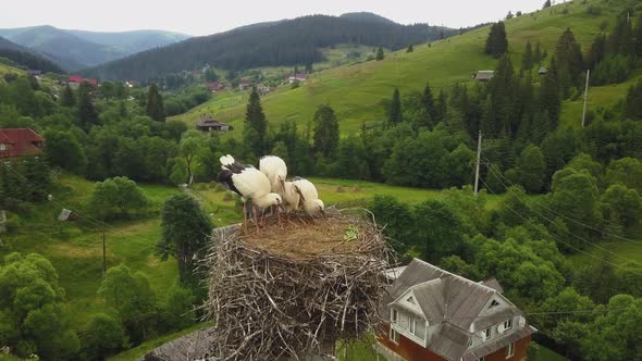 White storks in the nest in Carpathian Ukraine. The symbol of spring to come, symbol of new life.