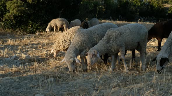 Sheep Grazing Field alt