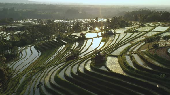 Aerial video in an amazing landscape rice field on Jatiluwih Rice Terraces, Bali, Indonesia alt