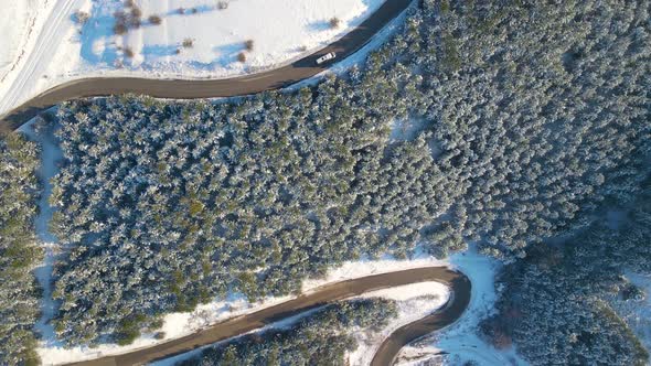 Snowy road through trees and forest alt