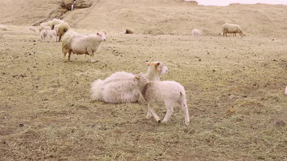 Open Field Flock of Sheep and Lamb on the Foreground and Foot of the Mountain alt