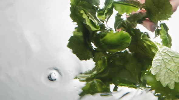 Person Washes Fresh Aromatic Mint in Clear Water on White alt