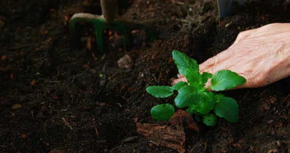 Woman planting plant alt